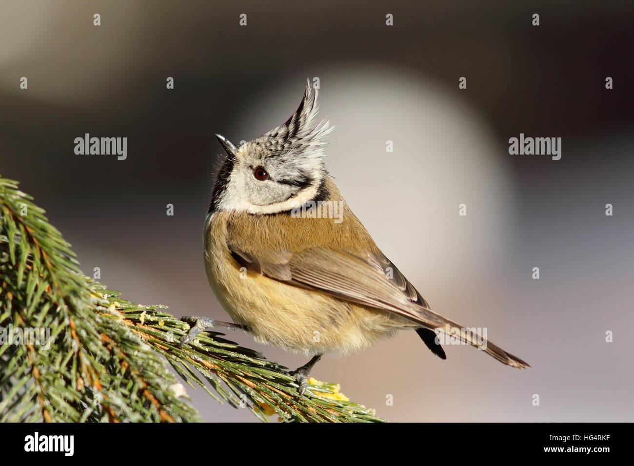 european crested tit sitting on spruce branch ( Lophophanes cristatus ) Stock Photo