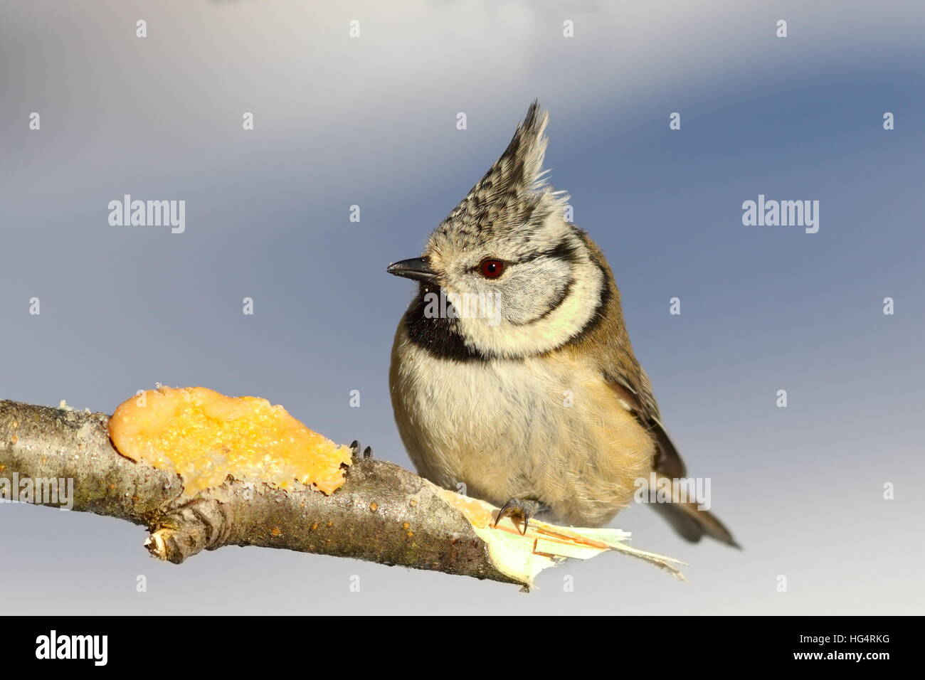 european crested tit  perched on a twig at lard feeder ( Lophophanes cristatus ) Stock Photo