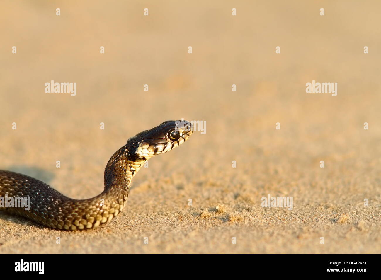 juvenile grass snake closeup on sandy beach ( Natrix ) Stock Photo