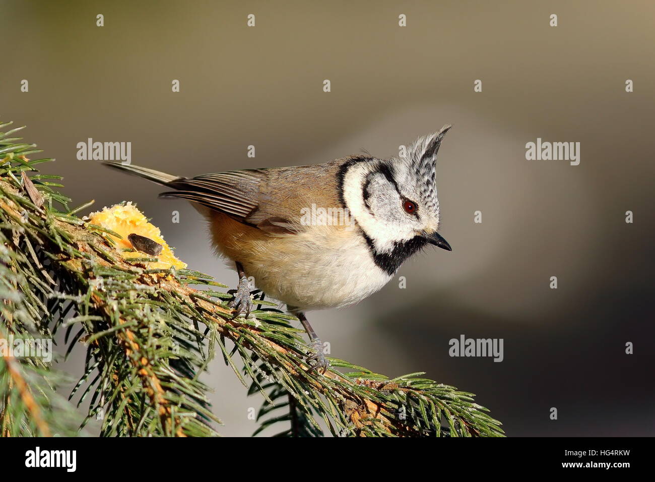 tiny european crested tit on fir branch ( Lophophanes cristatus ) Stock Photo