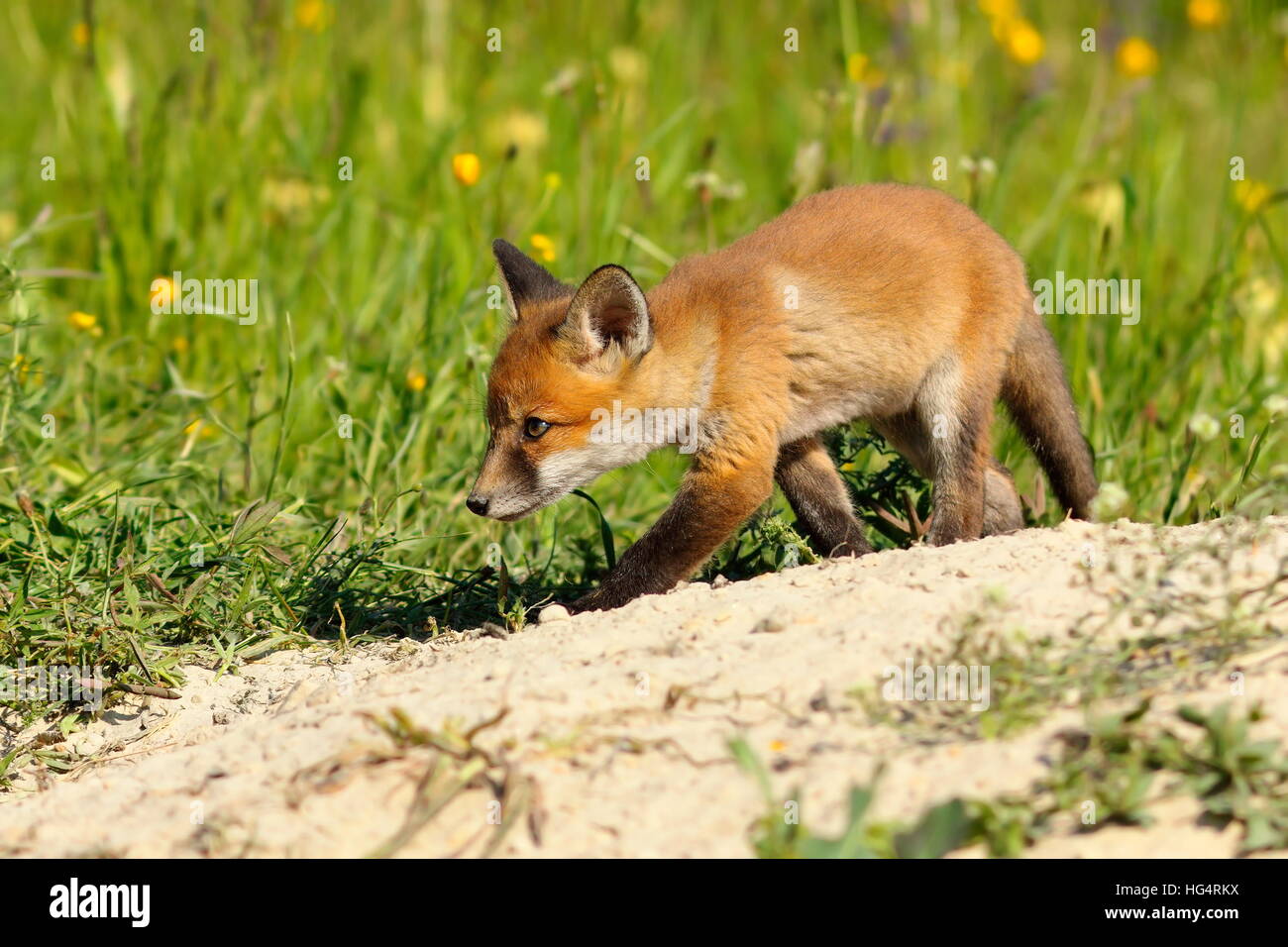 young fox walking on sand near the den ( Vulpes ) Stock Photo