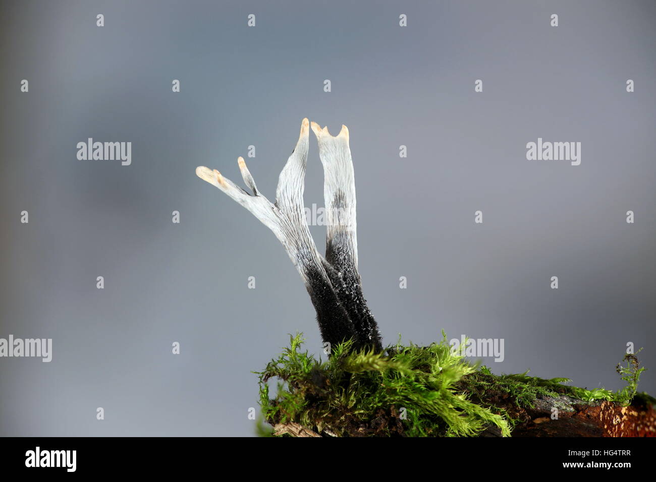 Candlestick fungus, Xylaria hypoxylon Stock Photo Alamy