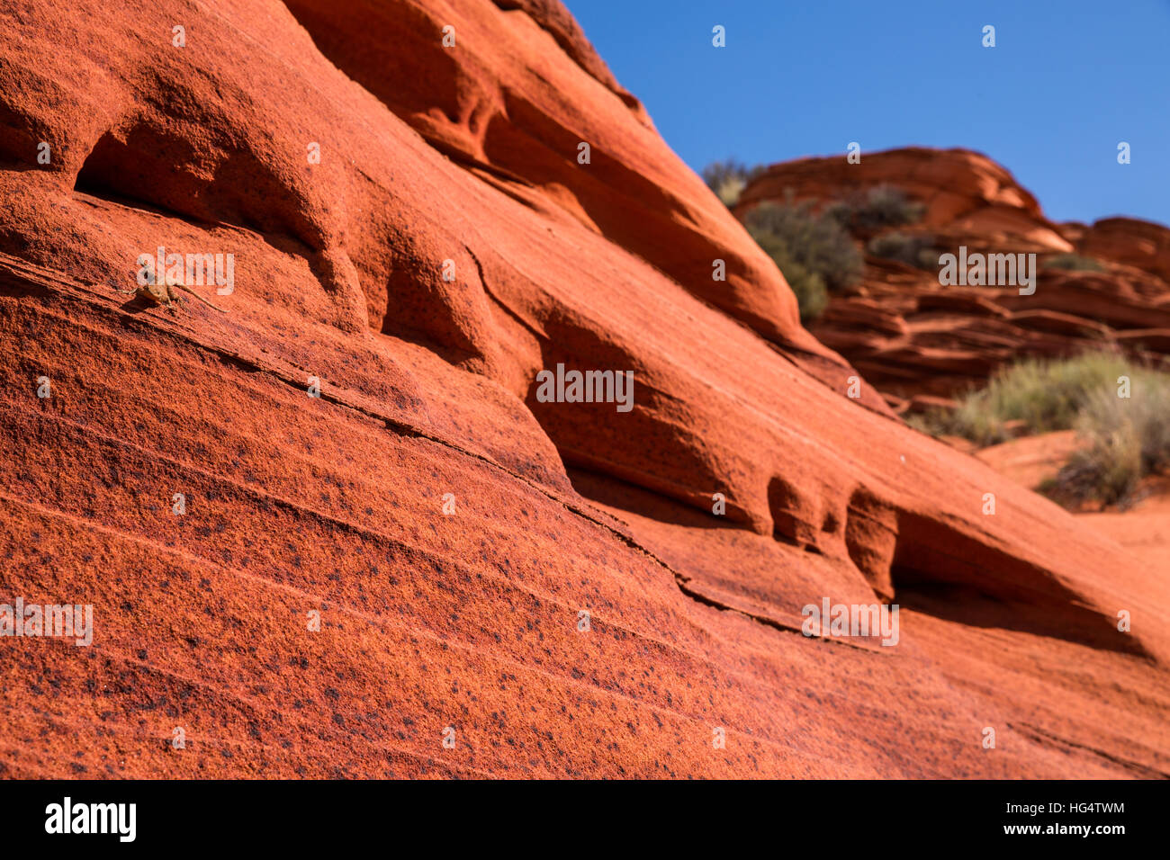 In this classic desert scene in Coyote Buttes of hte Utah Arizona border, a small lizard rests in the sunshine on a red sandstone rock face looking to Stock Photo