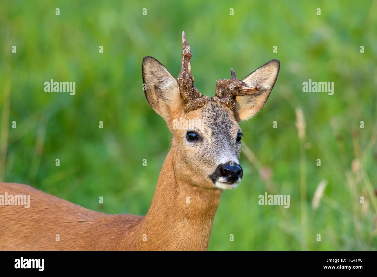 Roe deer (Capreolus capreolus) buck with two deformed antlers in field in summer Stock Photo