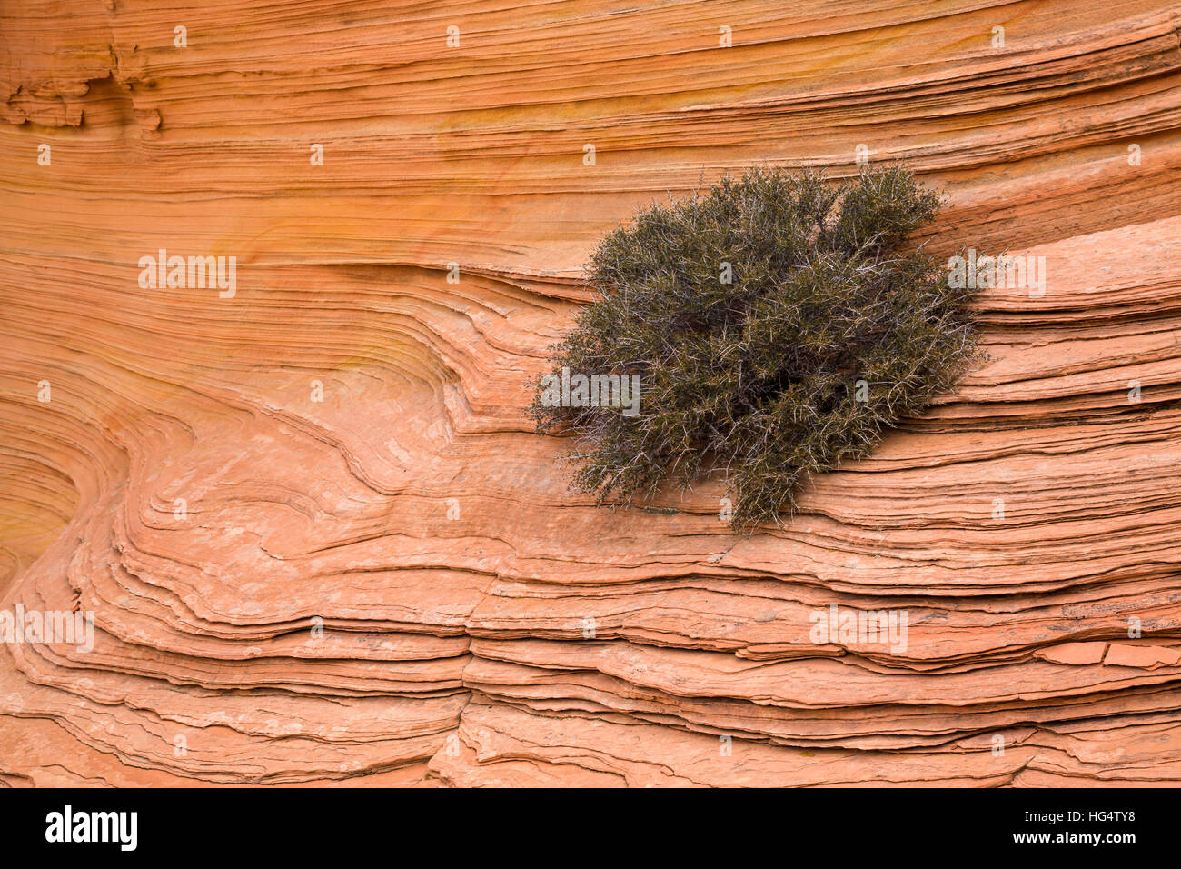 Layered sandstone is broken up and gave just enough space for this Cliff Rose to take hold and grow in the desert rock. Several colors of red, orange Stock Photo