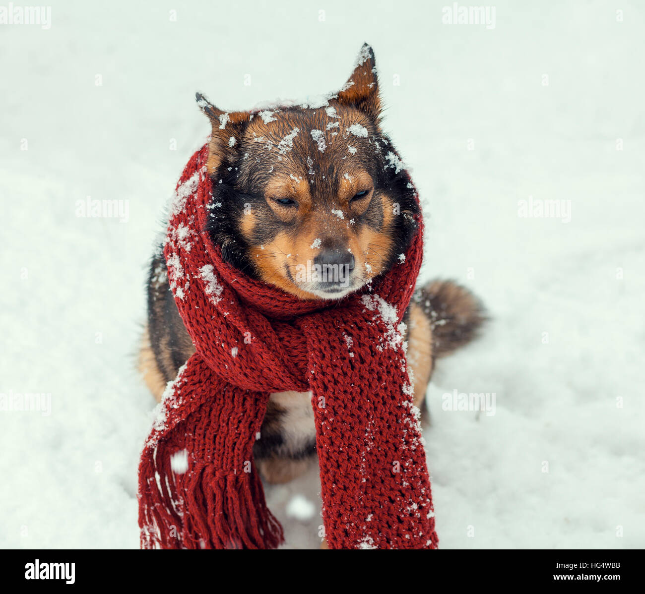 Portrait of a dog with knitted scarf tied around the neck walking in