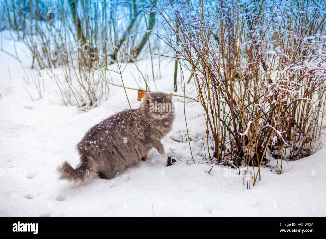 Siberian cat walking in snow Stock Photo Alamy