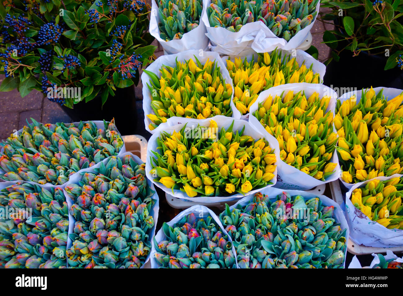 Bloemenmarkt, Flower Market, Amsterdam, Holland Stock Photo Alamy