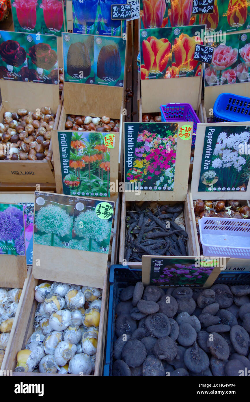 Bloemenmarkt, Flower Market, Amsterdam, Holland Stock Photo Alamy