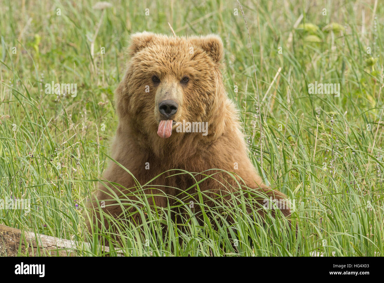 Coastal Brown Bear sticking tongue out, Lake Clark National Prk, Alaska