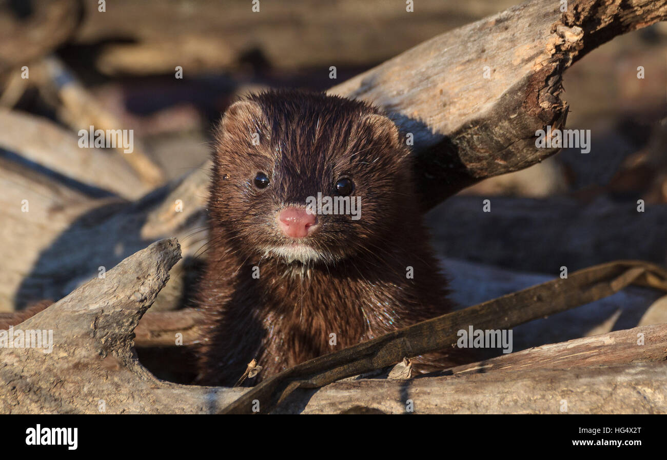 American Mink, American RIver, Sacramento, California Stock Photo Alamy