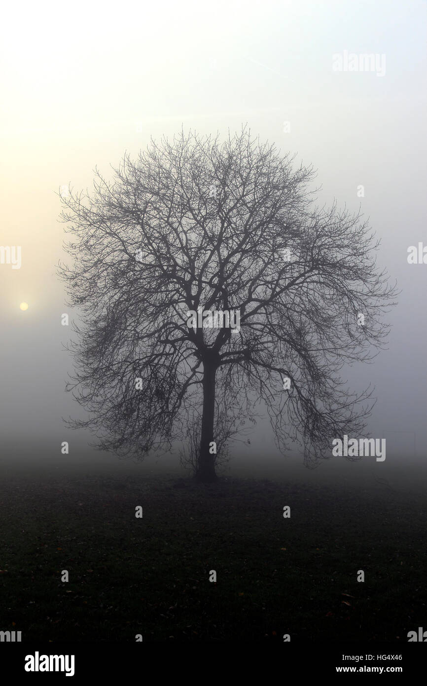 Silhouette of a tree in the fog, Turn Moss, Manchester, UK Stock Photo ...