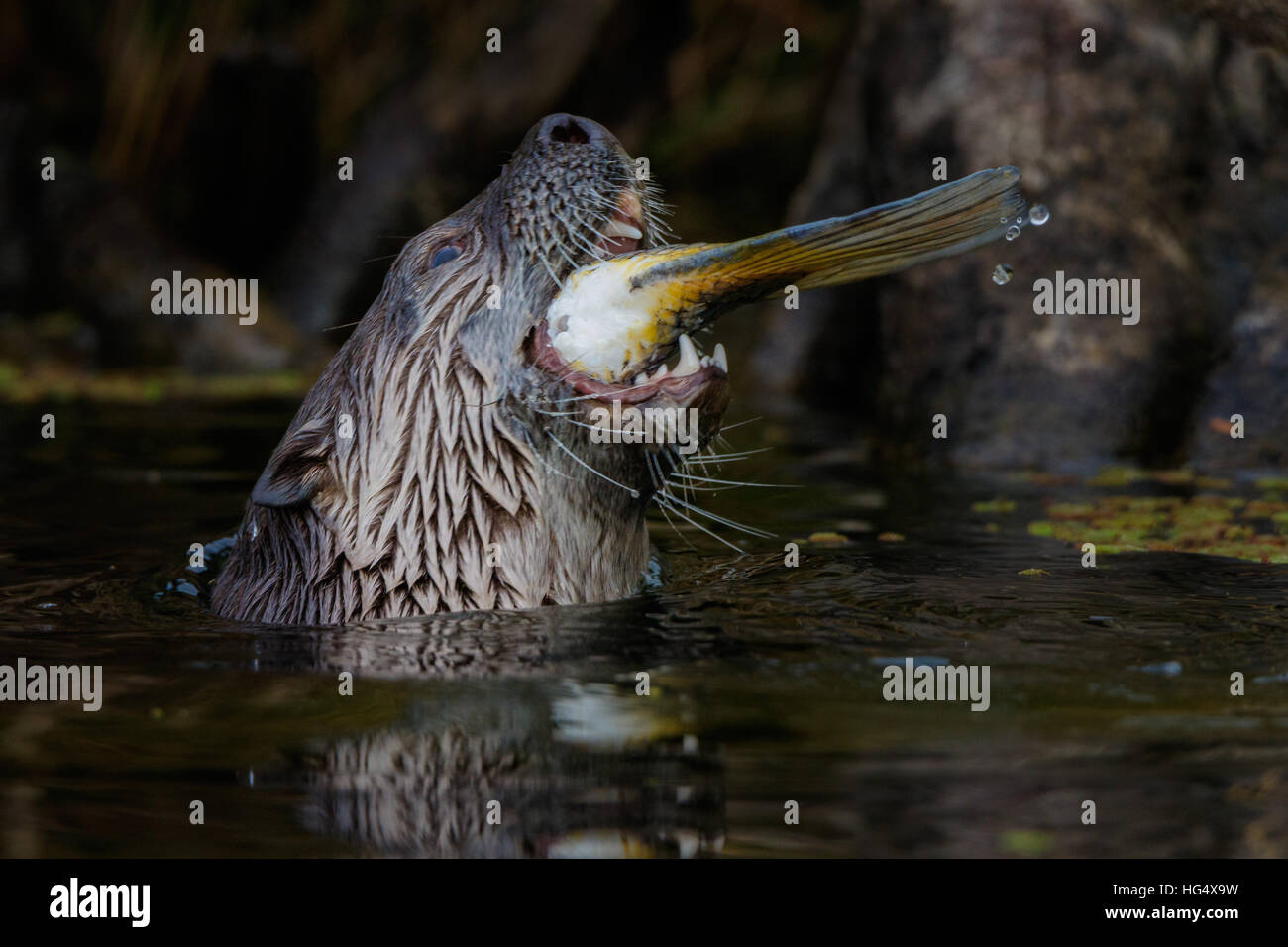 River otter eating fish Stock Photo - Alamy