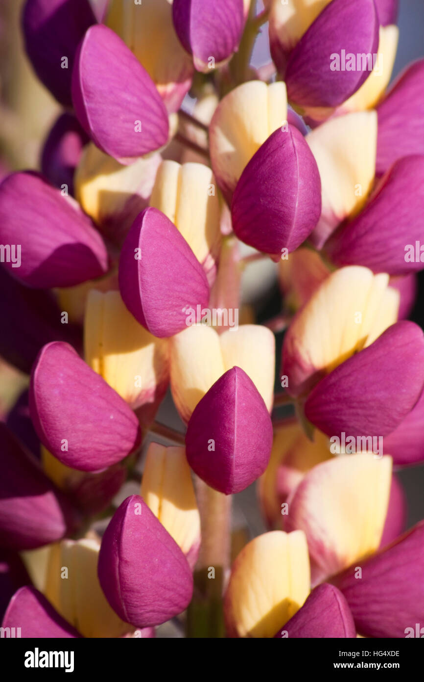 Lupin Flower (lupinus Stock Photo Alamy