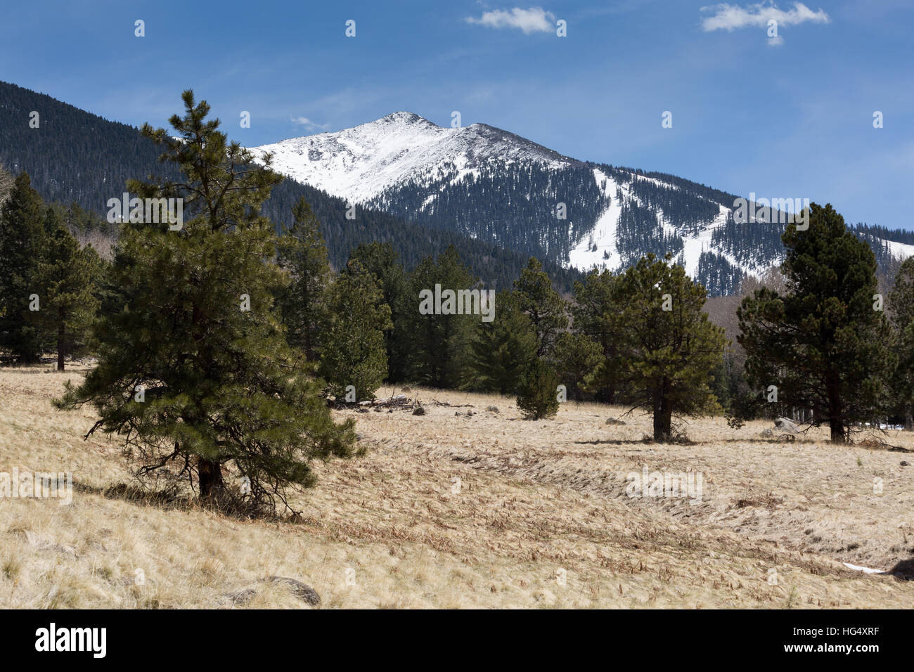 A small meadow among a pine tree forest below the San Francisco Peaks and Snowbowl Ski Resort. Coconino National Forest, Arizona Stock Photo