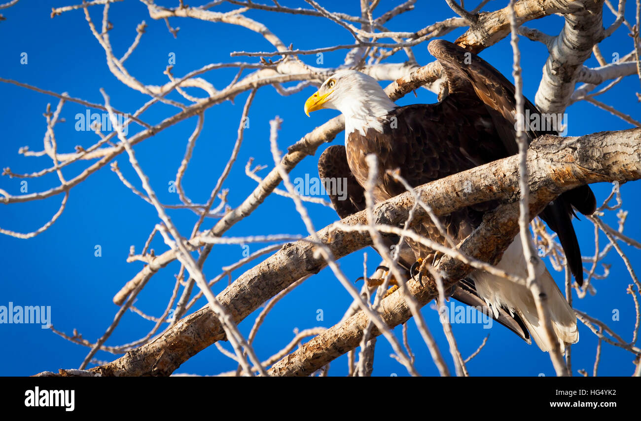 Majestic Bald Eagle perched in a tree on a branch Stock Photo - Alamy