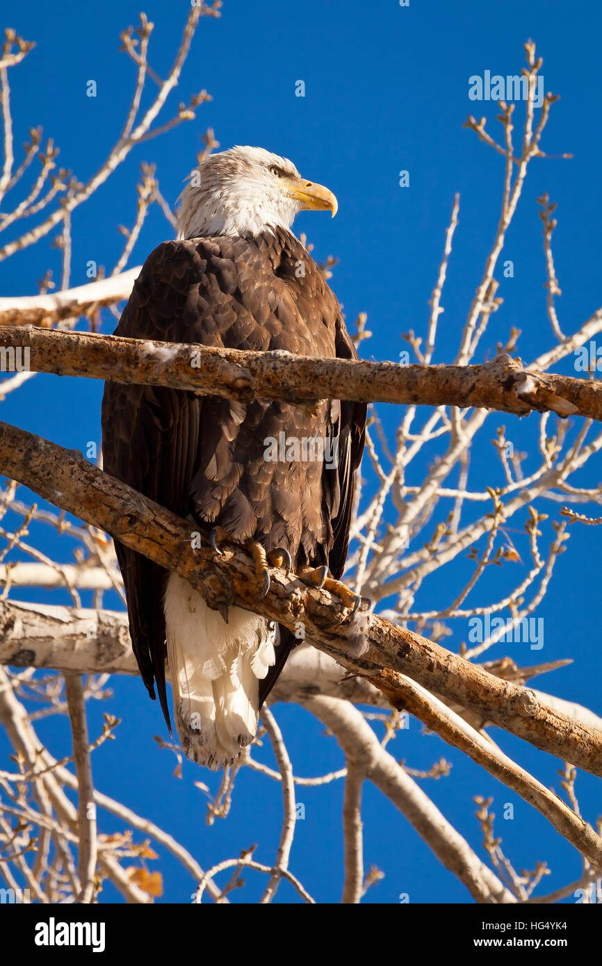 Majestic Bald Eagle perched in a tree on a branch Stock Photo - Alamy