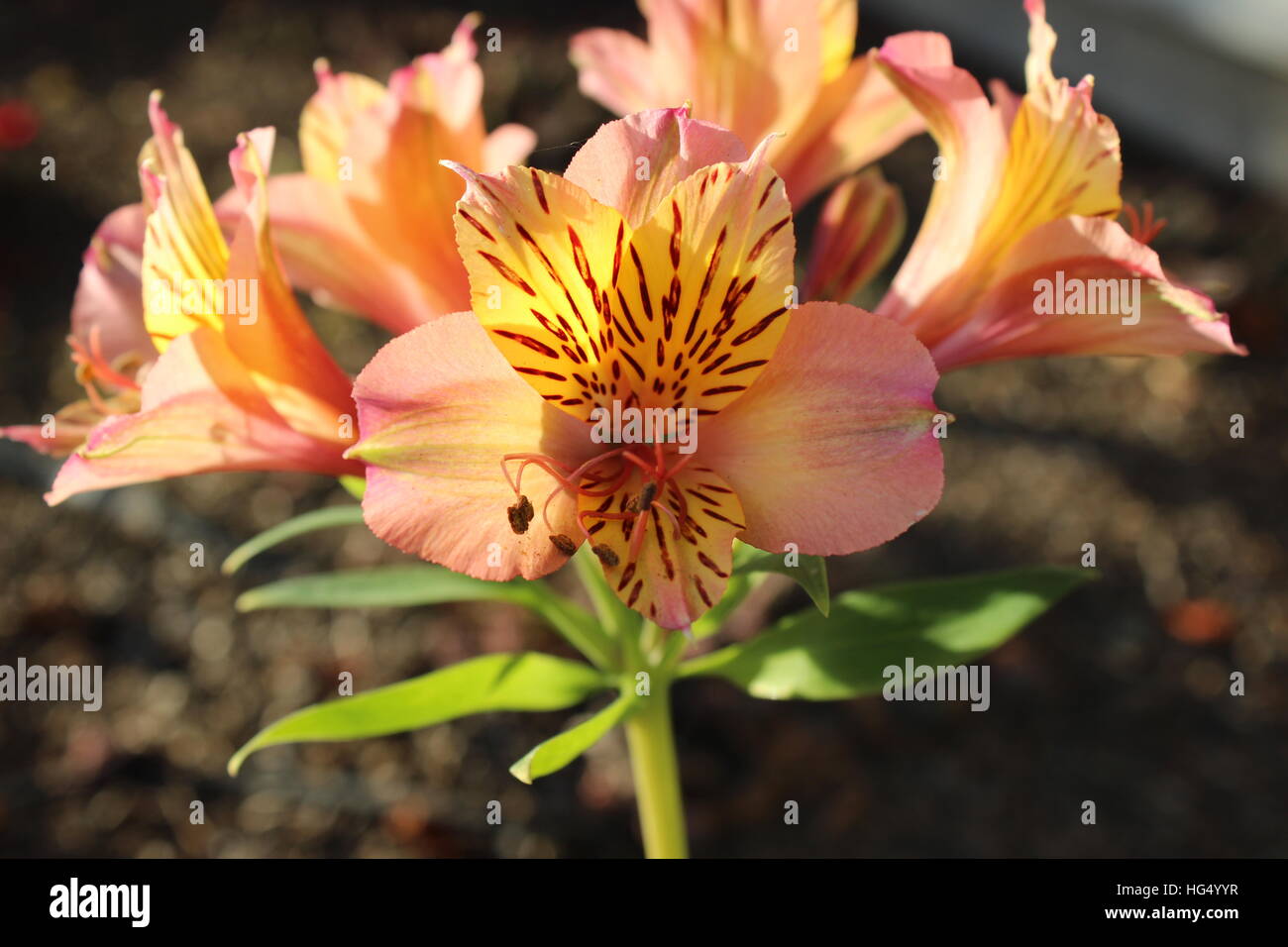 Close up of yellow and pink flowers in garden Stock Photo - Alamy