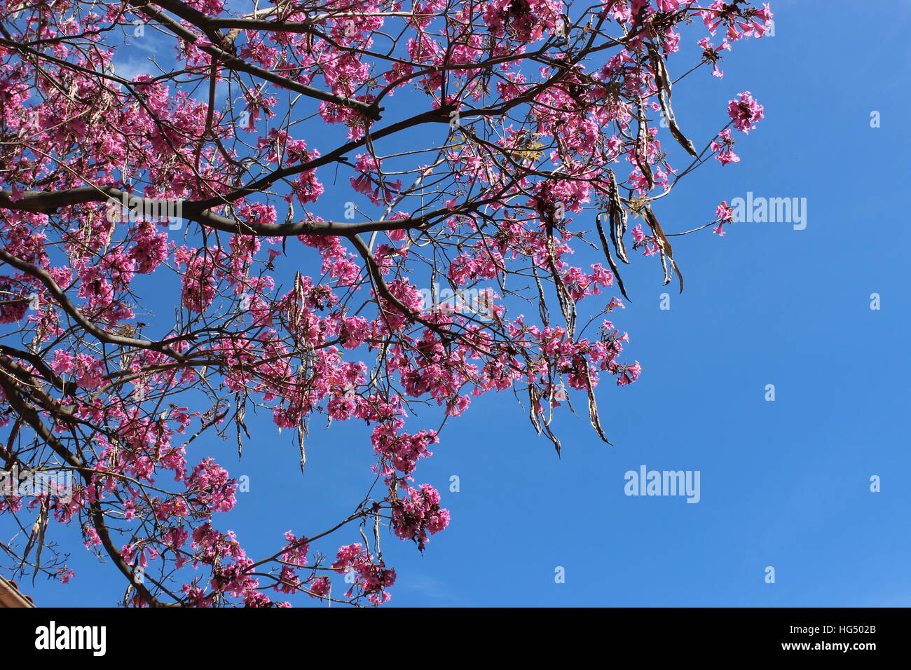 A pink trumpet tree blooms in Pasadena, California Stock Photo
