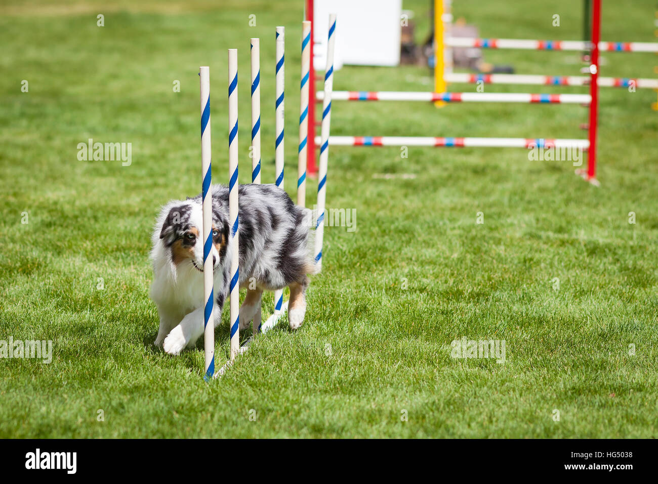 Agility Dog doing weave poles slalom Stock Photo