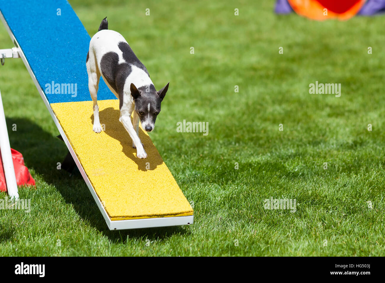 Agility Dog on SeeSaw or Teeter Totter Stock Photo Alamy