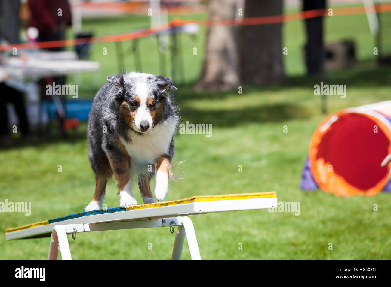 Agility Dog crossing Teeter Totter See Saw Stock Photo Alamy