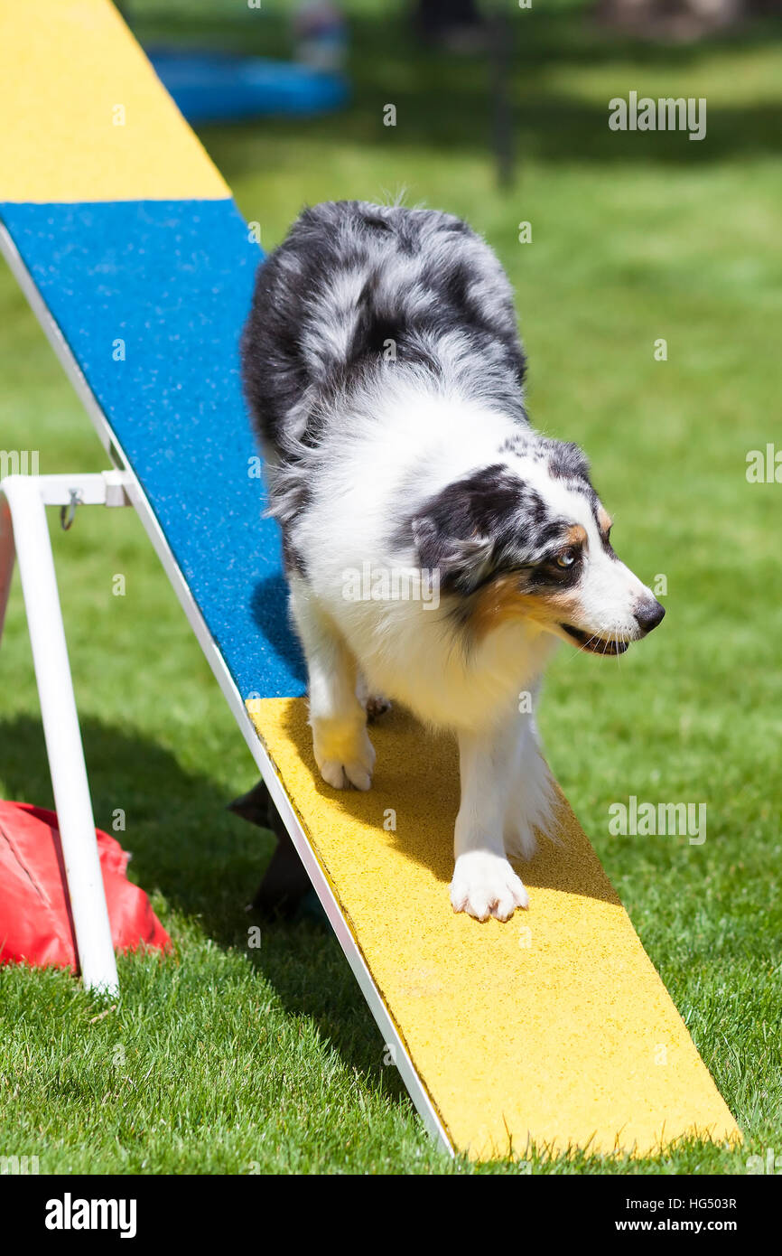 Agility Dog on SeeSaw or Teeter Totter Stock Photo Alamy