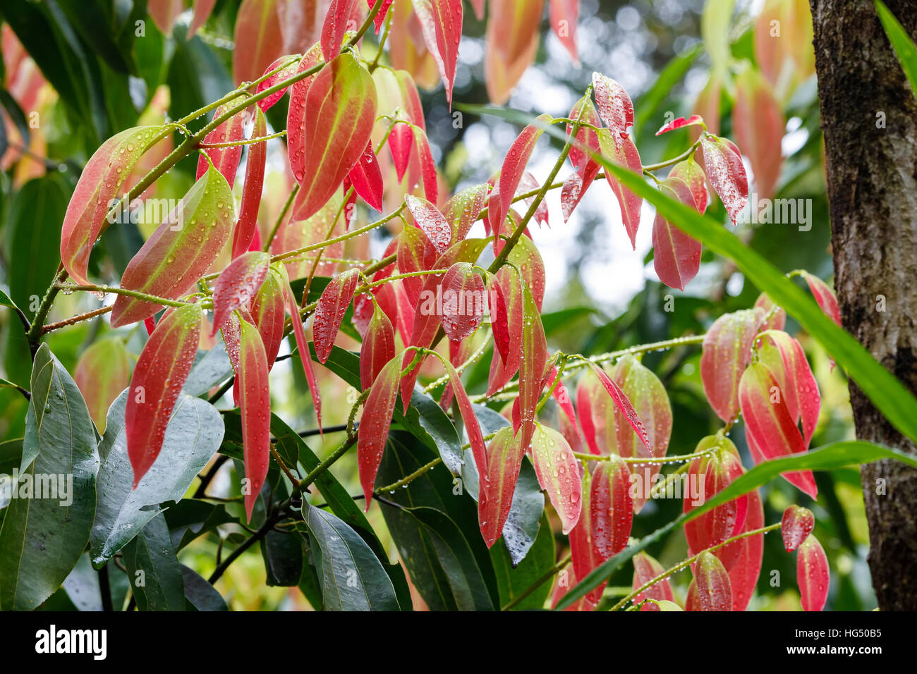 new fresh red colored leaves on Cinnamon Tree (Cinnamomum zeylanicum