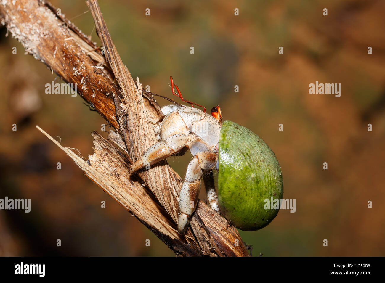 Close up of a Hermit Crab with green snail shell in natural habitat