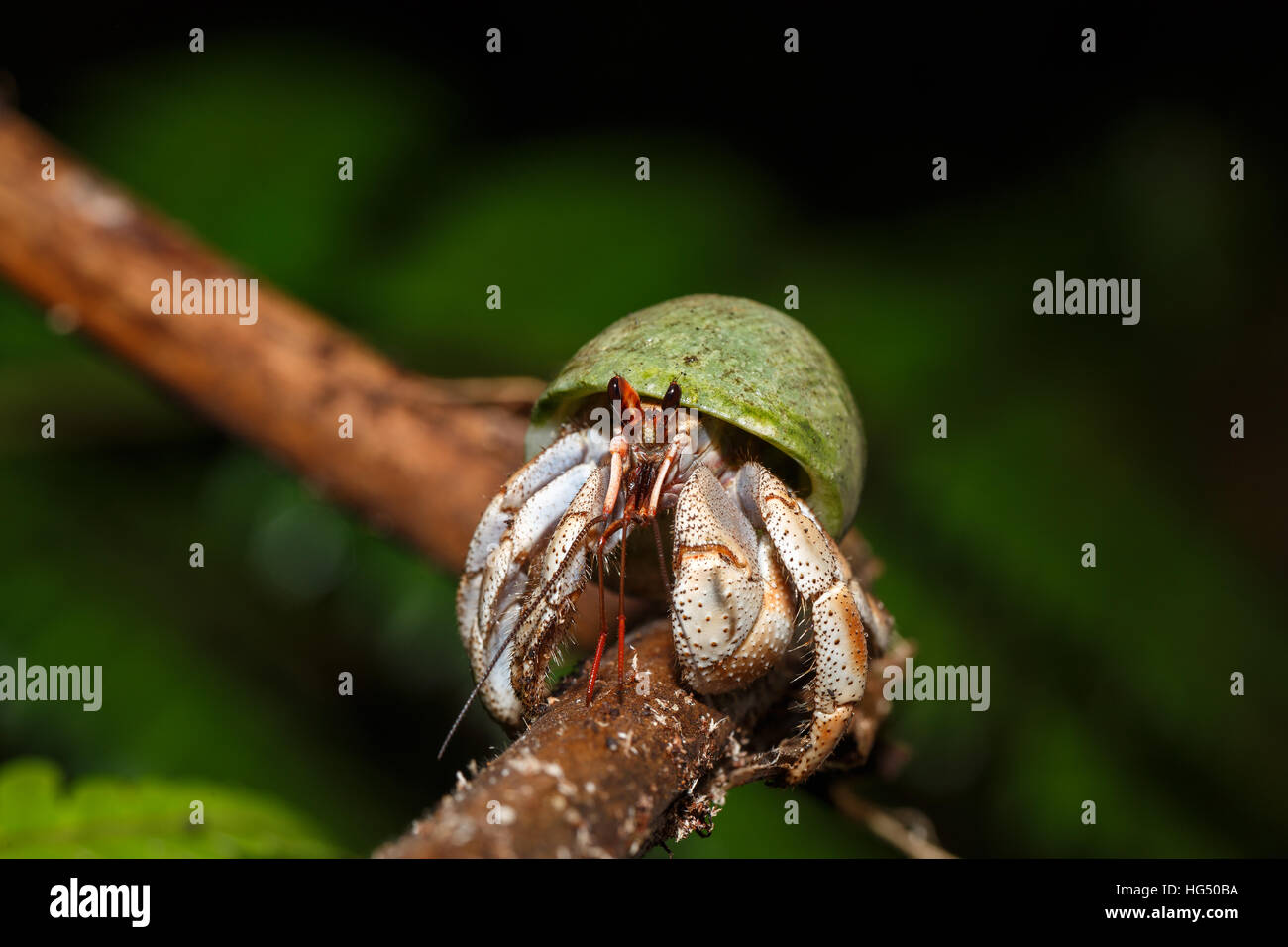 Close up of a Hermit Crab with green snail shell in natural habitat