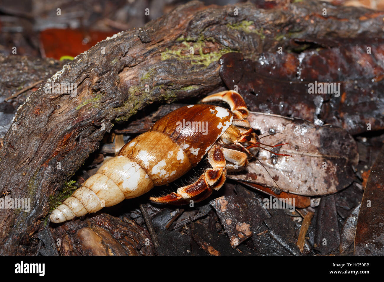 Close up of a Hermit Crab with sea shell in natural habitat Masoala  National Park rainforest, Madagascar wildlife and wilderness Stock Photo -  Alamy