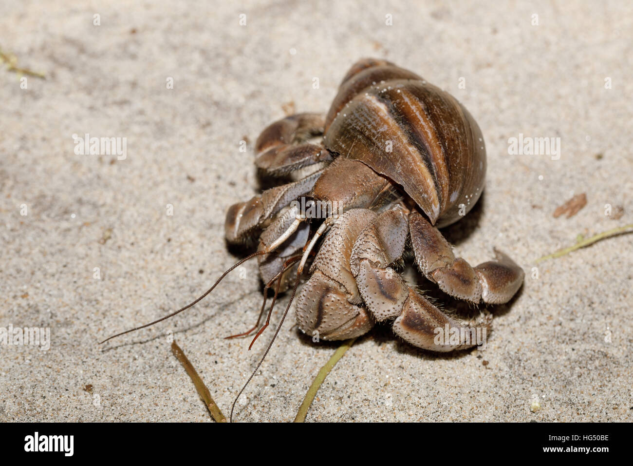 Close up of a big hermit crab with snail shell in natural habitat 