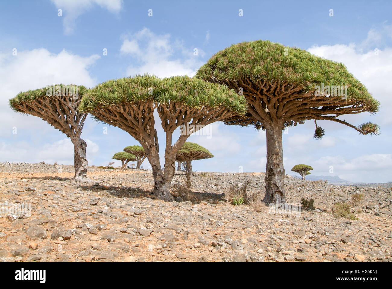 Endemic Dragon Tree Of Socotra Island On Yemen Stock Photo Alamy