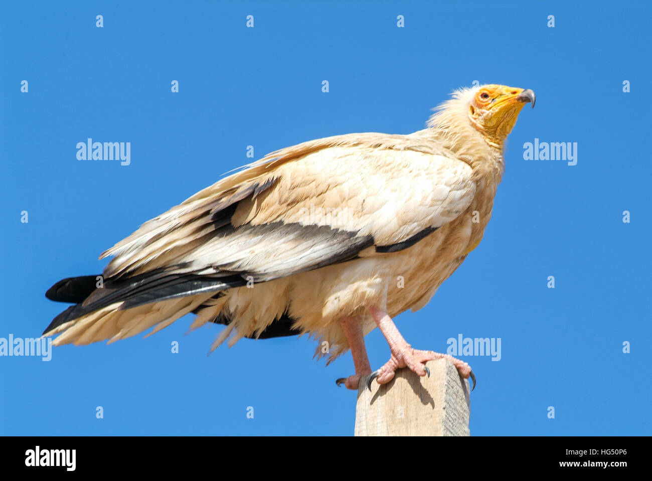 Egyptian Vulture (Neophron percnopterus) on Socotra island, Yemen Stock Photo