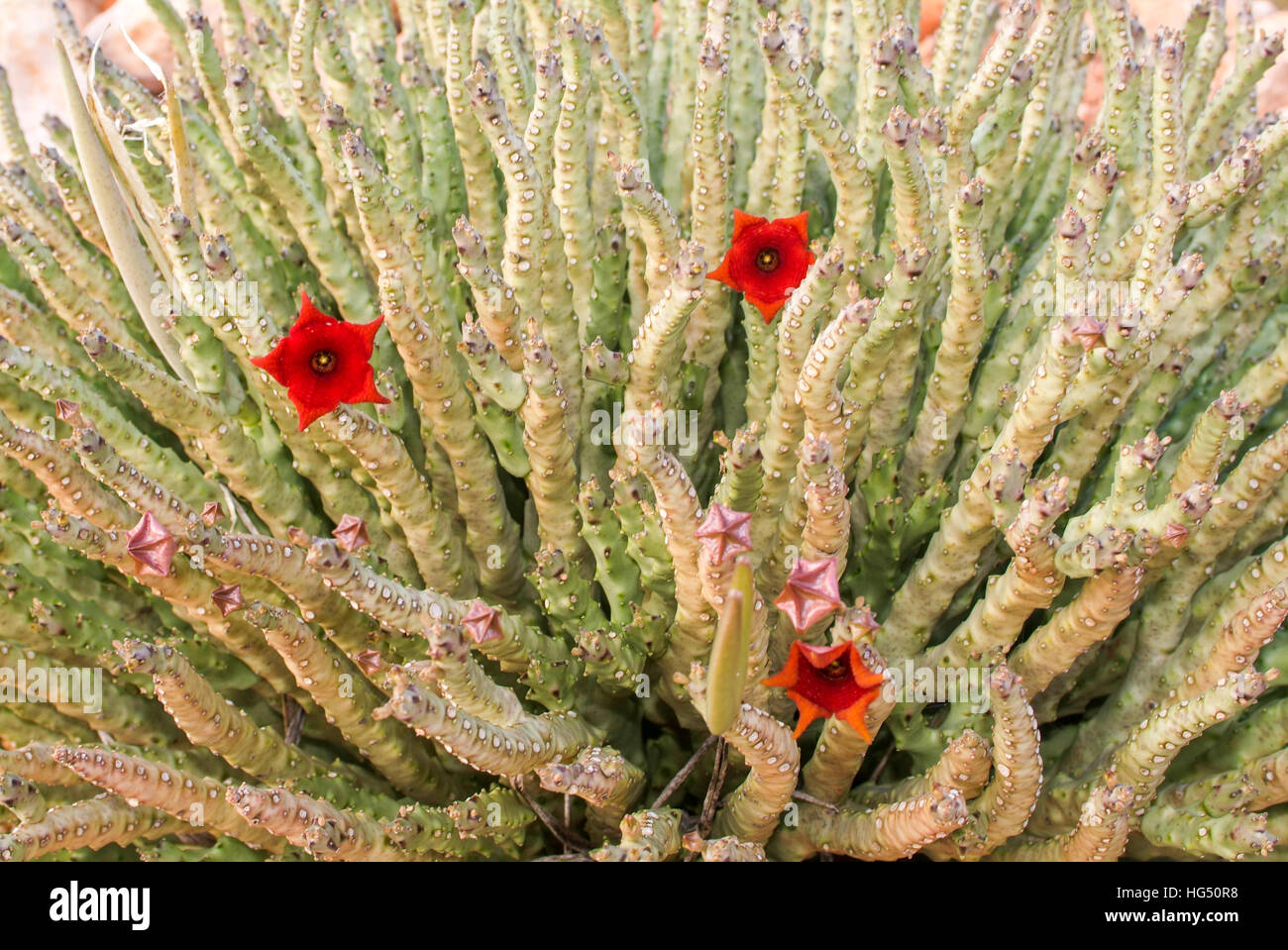 Socotran Caralluma flower of cactus plant on Socotra island, Yemen Stock Photo