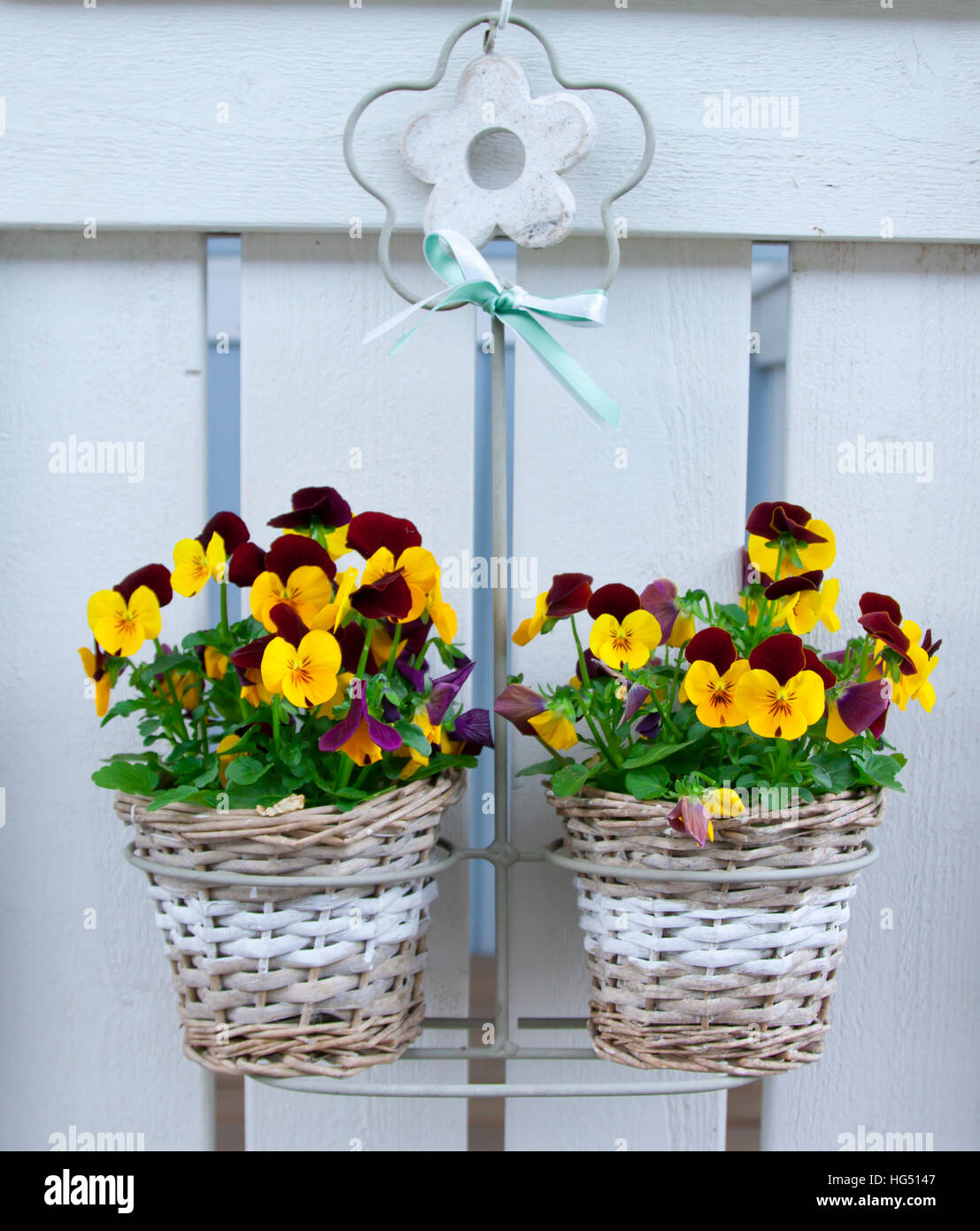 Pansies in hanging baskets in the summer garden Stock Photo Alamy