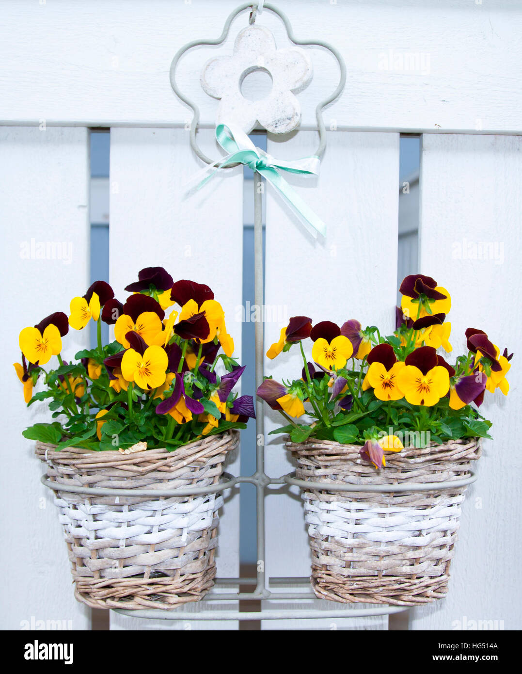 Pansies in hanging baskets in the summer garden Stock Photo Alamy