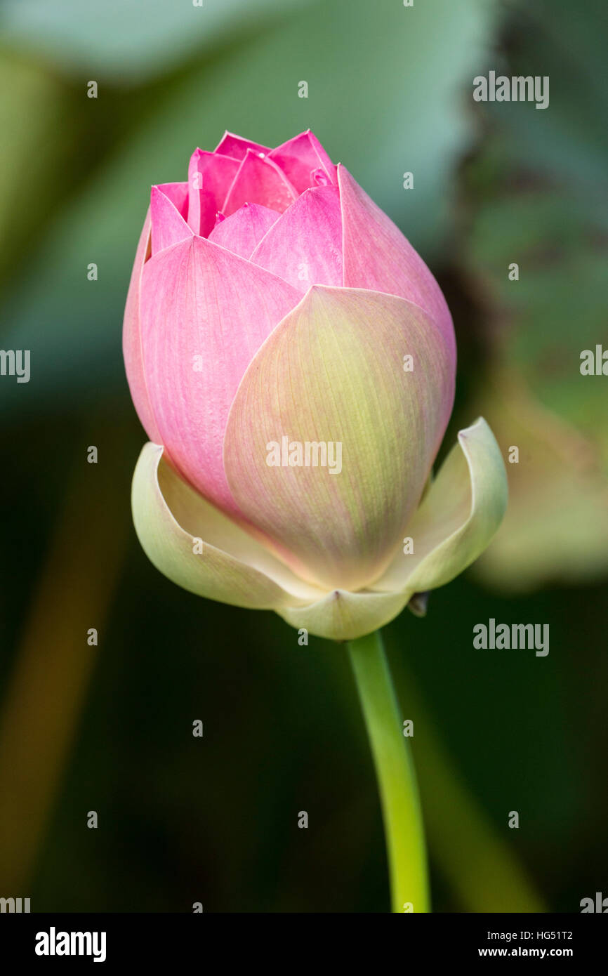 Lotus flower bud hires stock photography and images Alamy