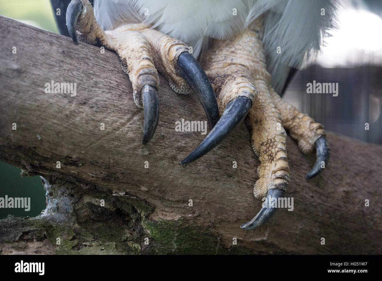 Harpy eagle (Harpia harpyja) juvenile at the nest, stretching wings,  Carajas National Park, as, Brazil Stock Photo - Alamy