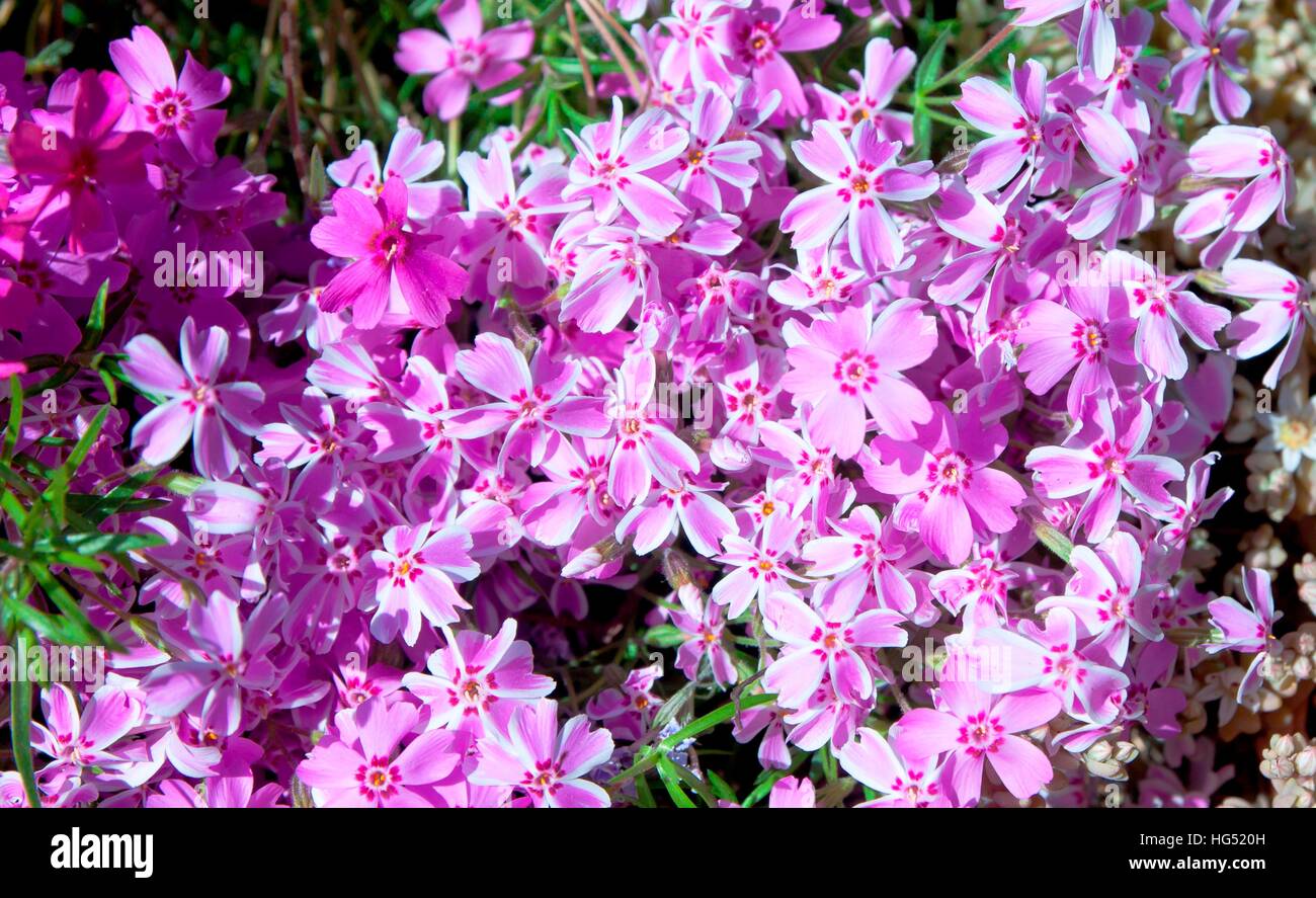 Flowerbed with pink phlox flowers in the summer garden Stock Photo - Alamy