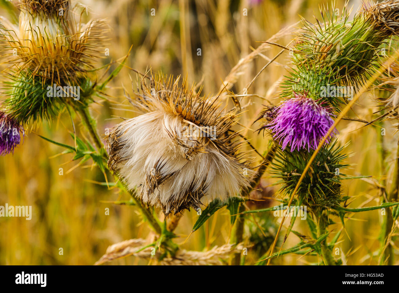 Thistledown High Resolution Stock Photography and Images Alamy