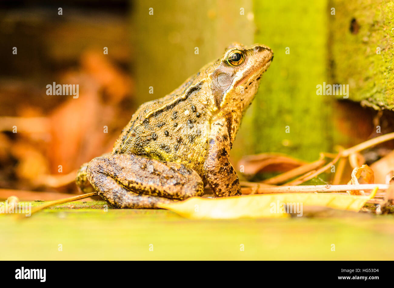 Common frog (Rana temporaria) in a Lancashire garden Stock Photo Alamy