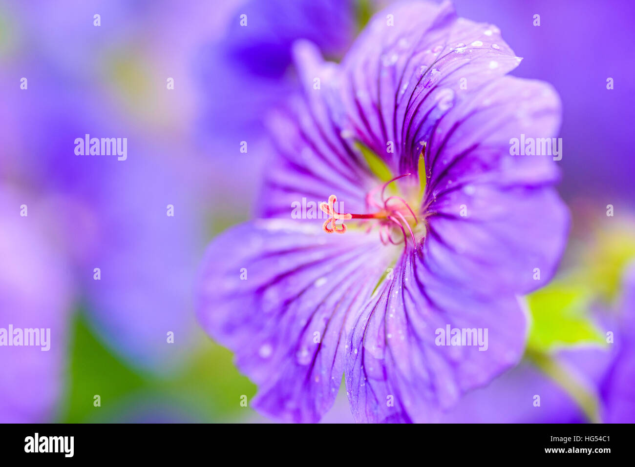 Meadow cranesbill (Geranium pratense) flower Edinburgh Scotland Stock