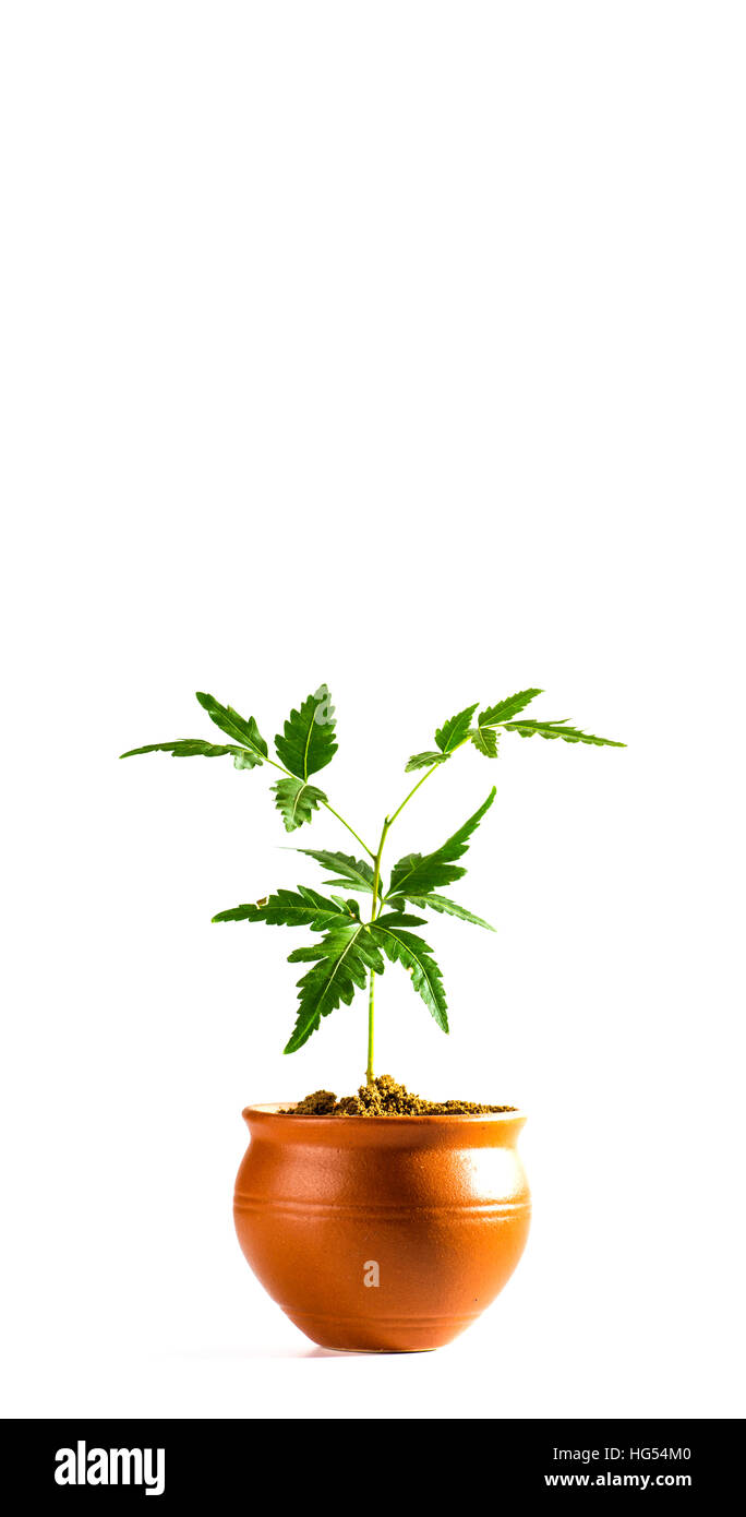Young Neem tree in clay pot on white background. Azadirachta indica Tree. Stock Photo