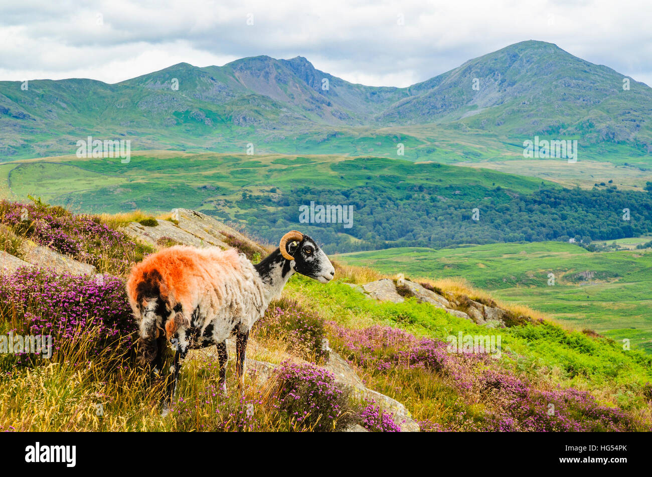 Sheep on Blawith Fells in the Lake District with Dow Crag and Coniston Old Man behind Stock Photo