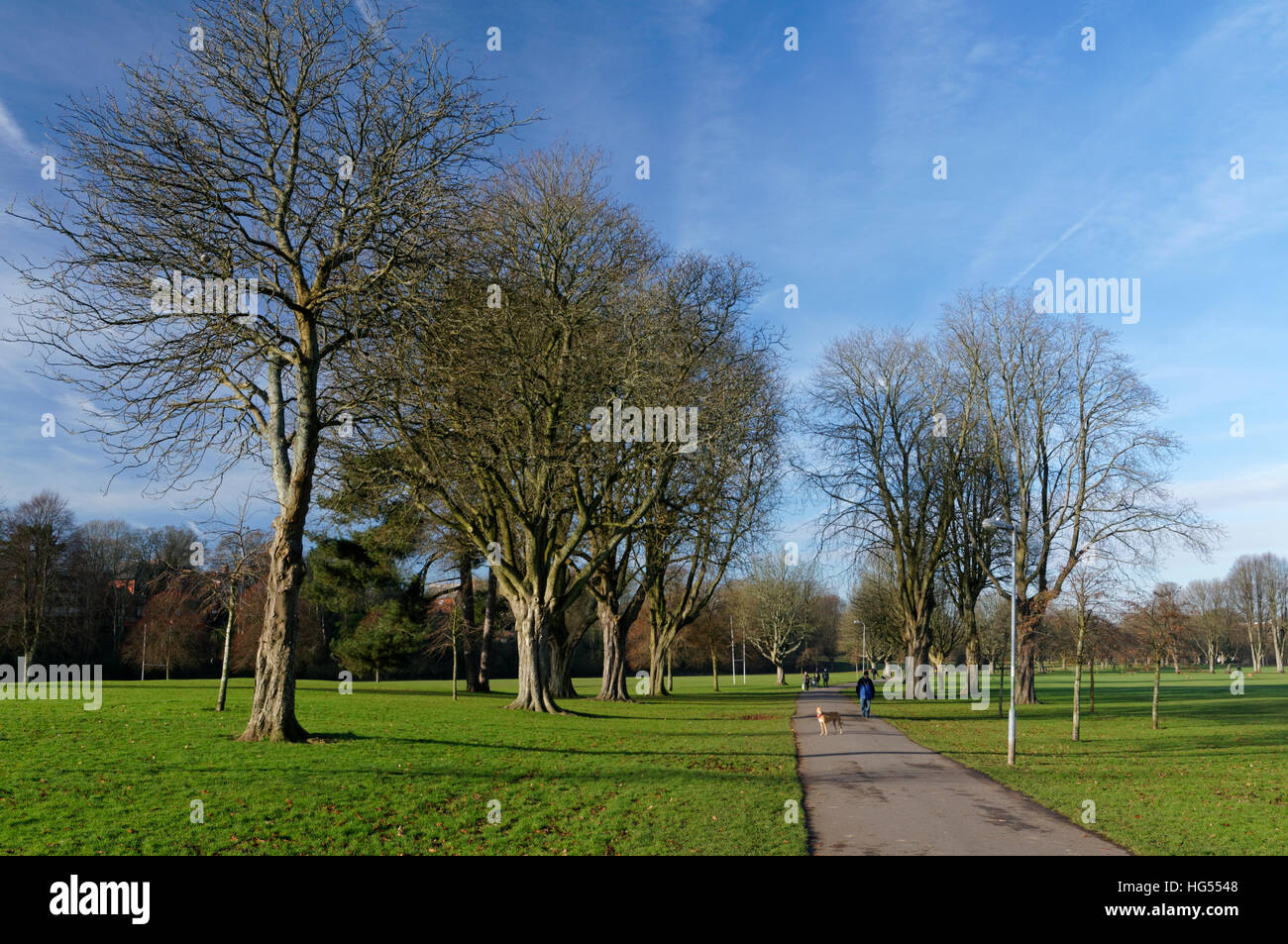 Avenue of Horse Chestnut trees, Llandaff Fields, Cardiff, Wales Stock ...