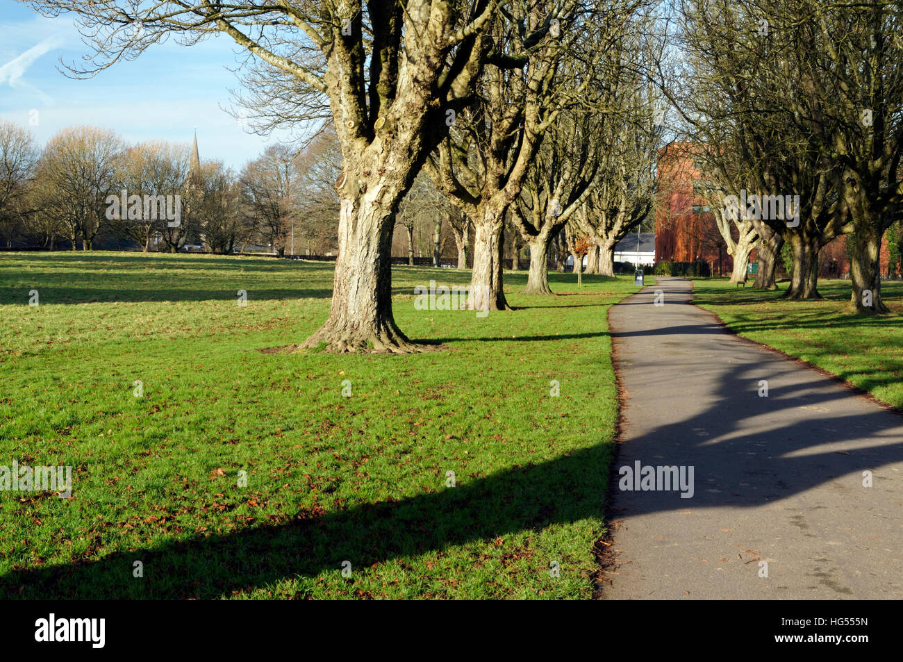 Avenue of Horse Chestnut trees, Llandaff Fields, Cardiff, Wales. Stock Photo