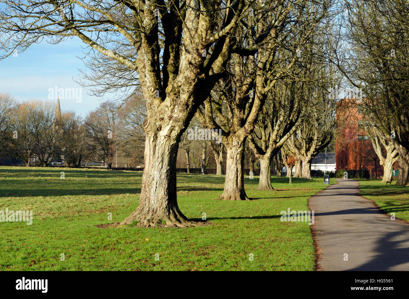 Avenue of Horse Chestnut trees, Llandaff Fields, Cardiff, Wales. Stock Photo