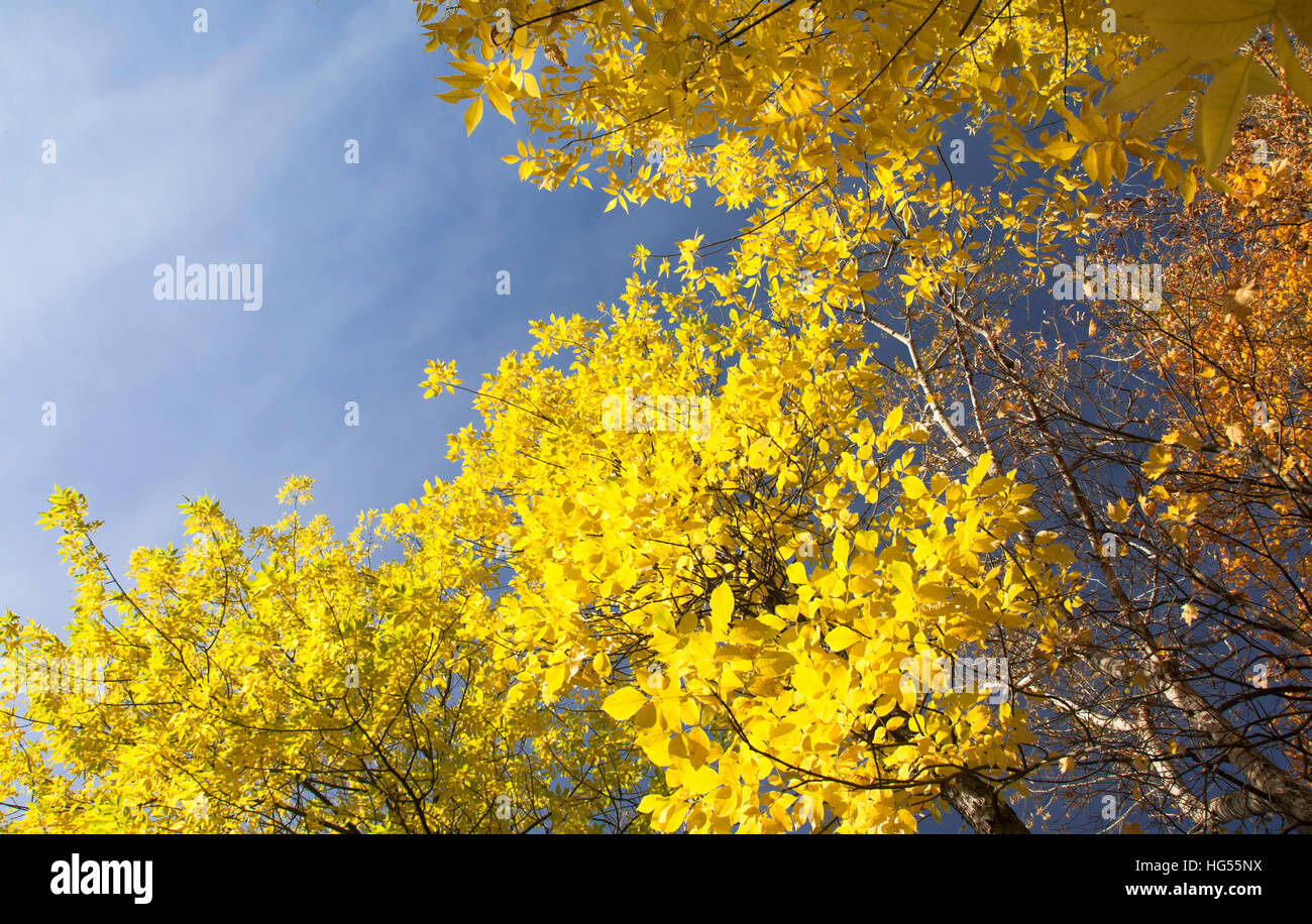 Yellow leaves on a blue sky background Stock Photo - Alamy