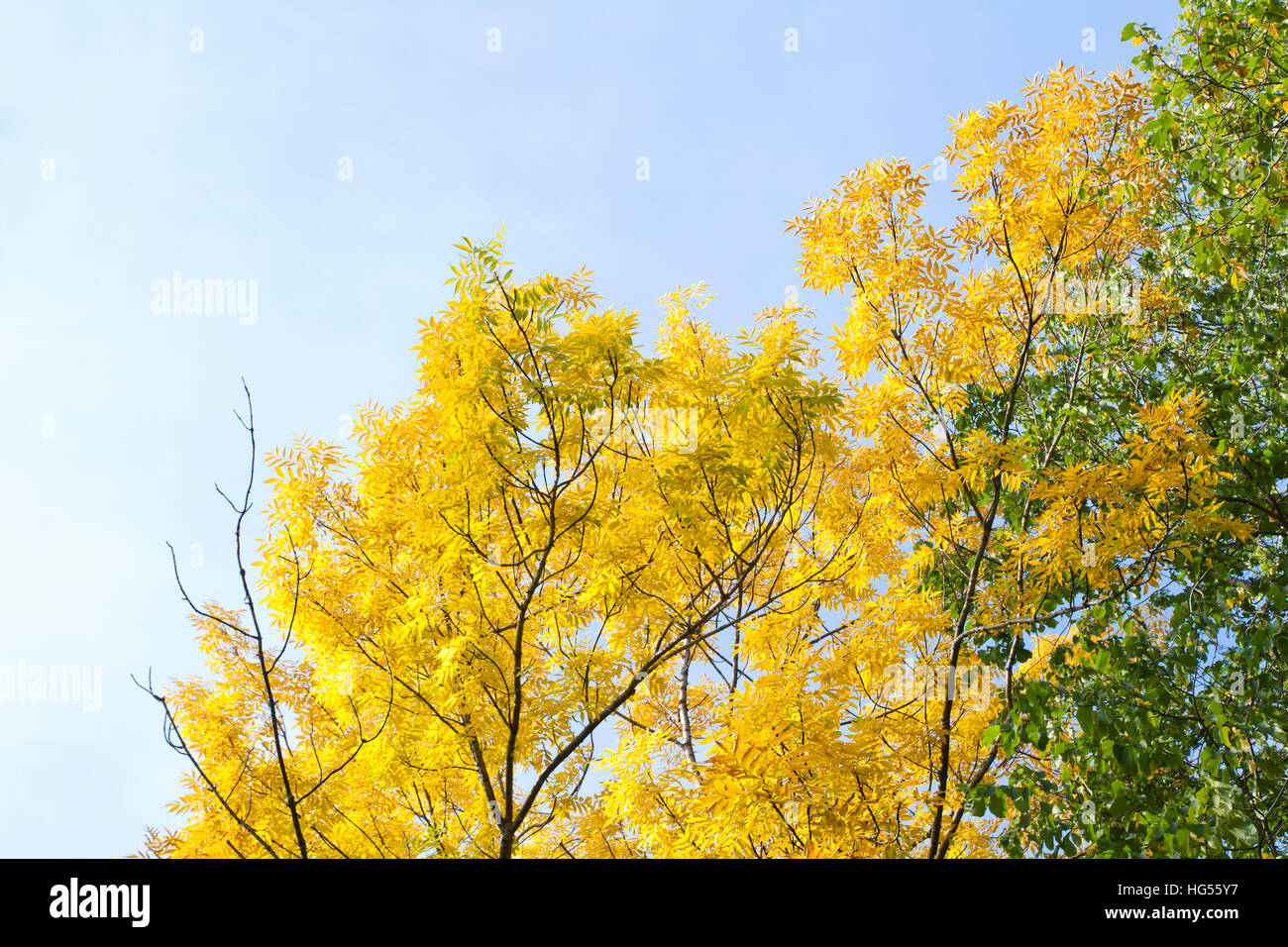 Yellow leaves on a blue sky background Stock Photo - Alamy